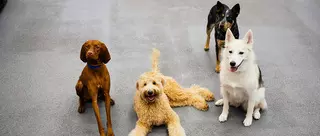 Dogtopia of South Summerlin