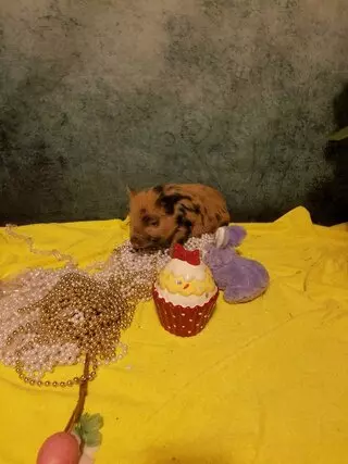 Pampered Piglets