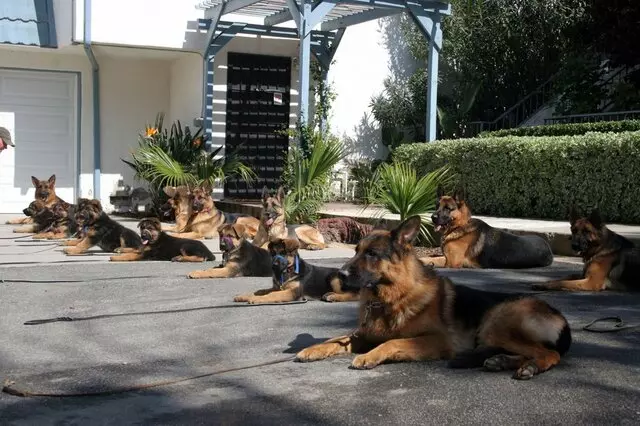 Las Vegas K-9 Academy