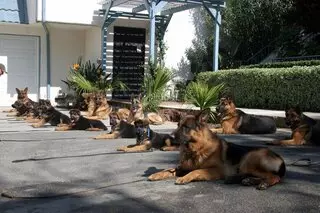Las Vegas K-9 Academy