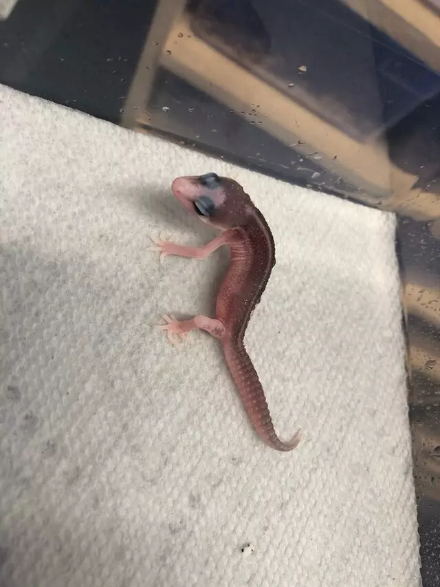 Freddy’s Reptiles