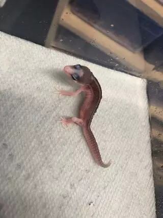 Freddy’s Reptiles