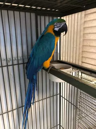 A Bird Farm