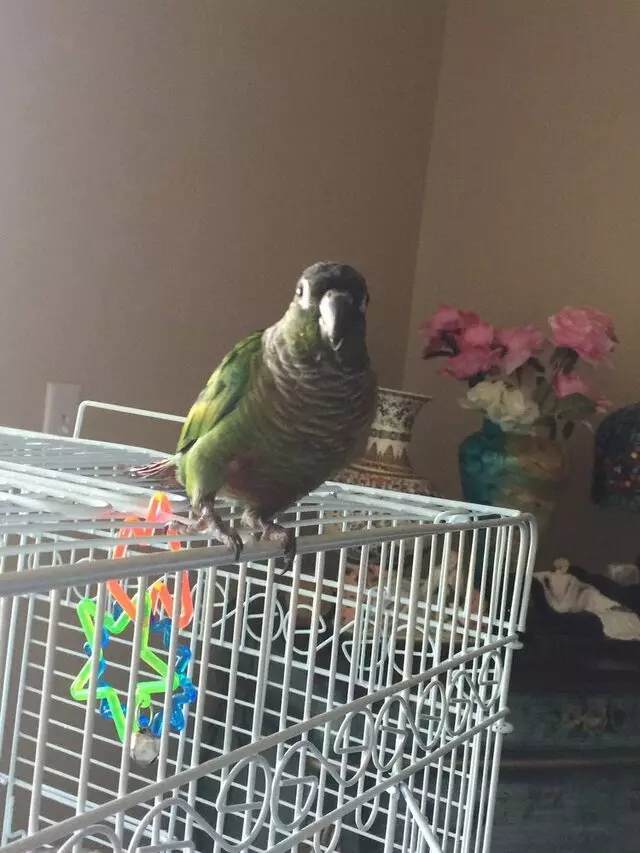 A Bird Farm