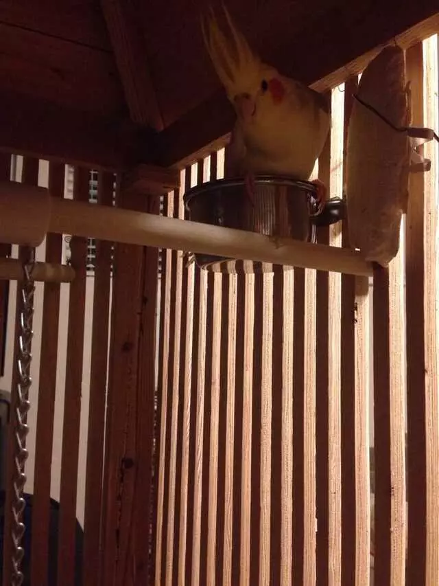 A Bird Farm