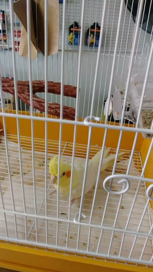 A Bird Farm