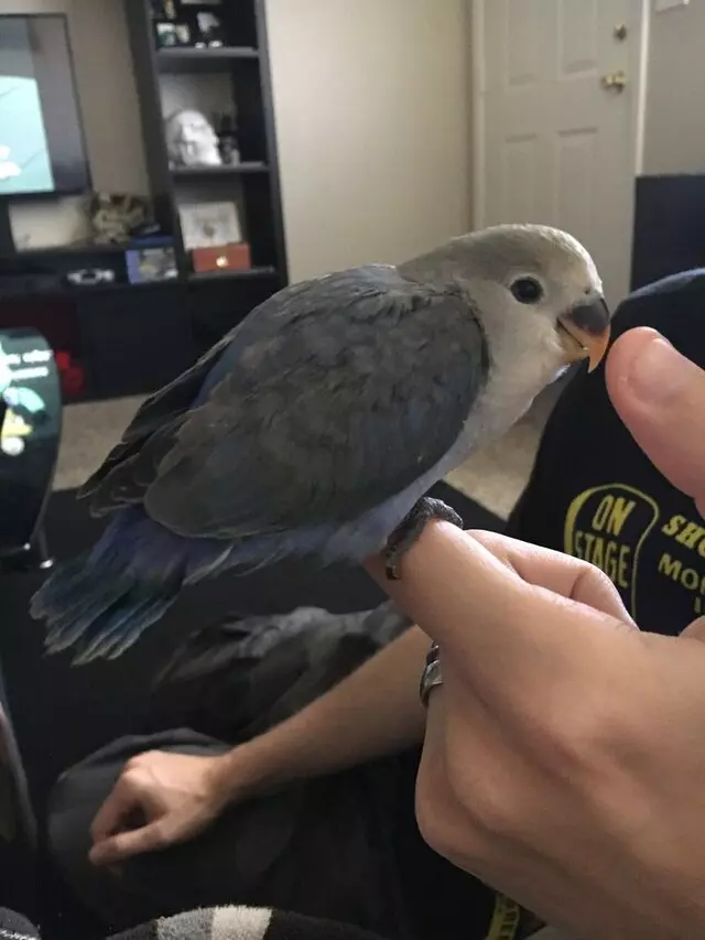 A Bird Farm