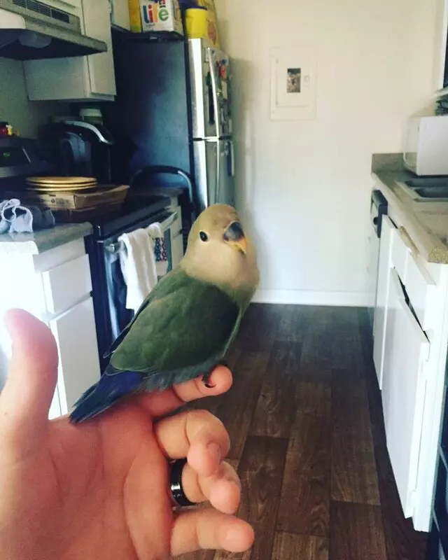 A Bird Farm