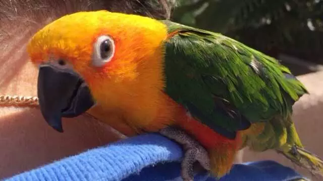 A Bird Farm