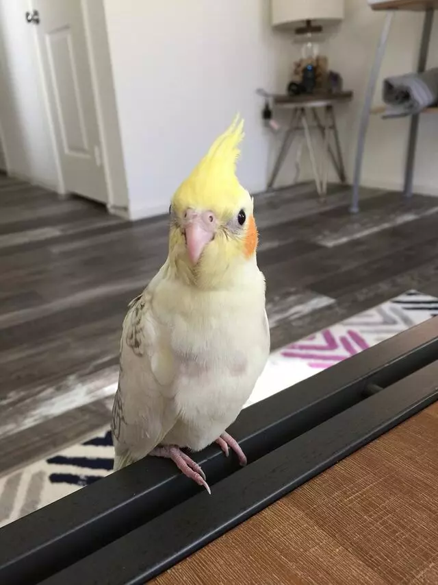 A Bird Farm
