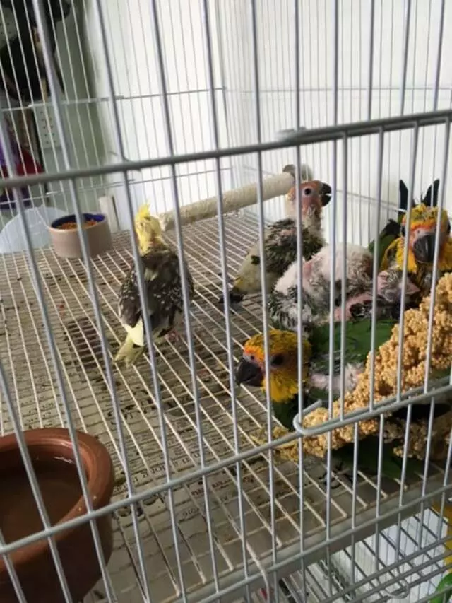 A Bird Farm