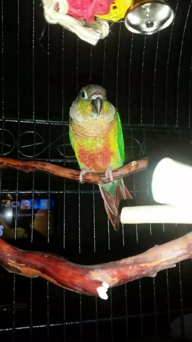 A Bird Farm
