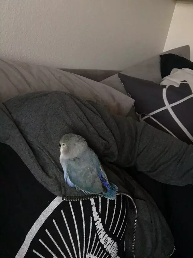 A Bird Farm