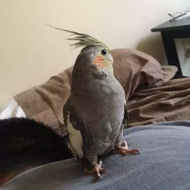 A Bird Farm