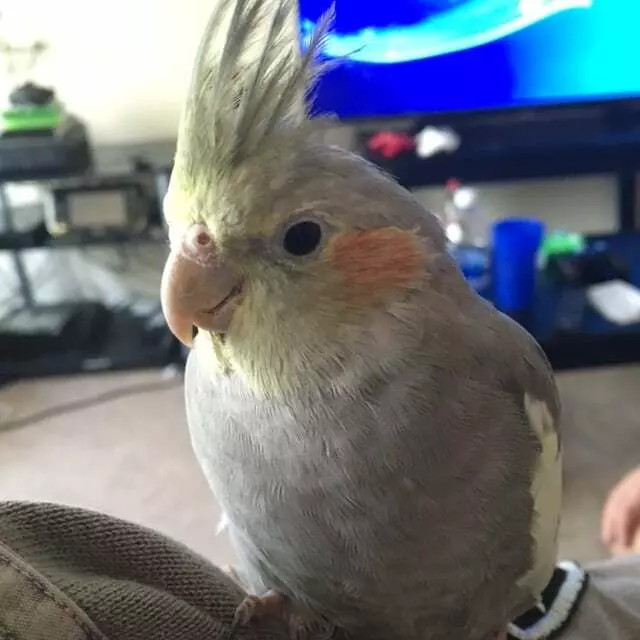 A Bird Farm