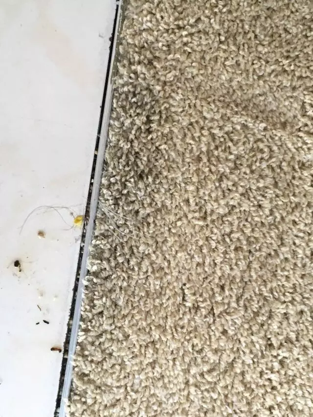 Aaall Included Carpet Cleaning