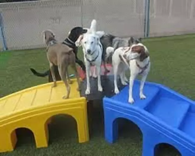 A-VIP Pet Resort