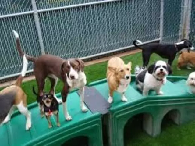 A-VIP Pet Resort