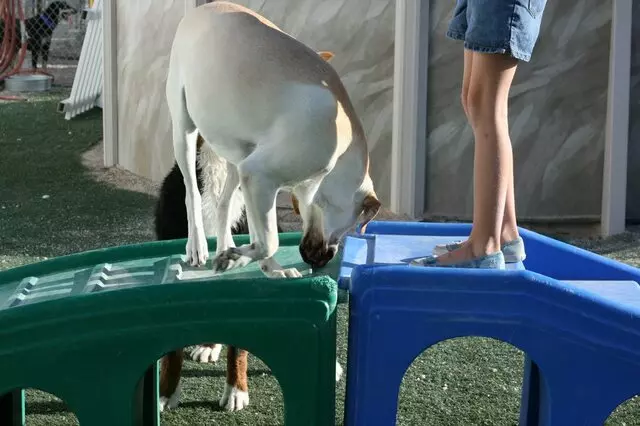 A-VIP Pet Resort