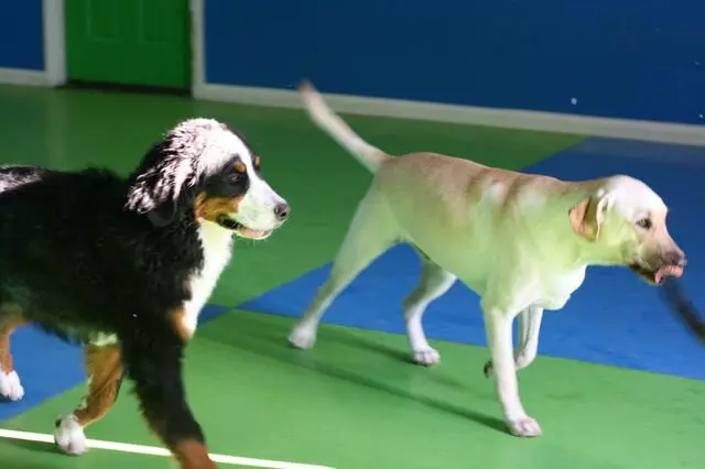 A-VIP Pet Resort