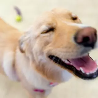 A-VIP Pet Resort