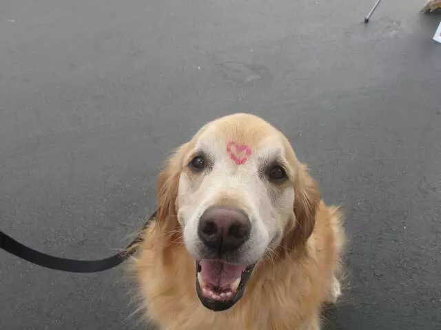 Amazing Face Painting