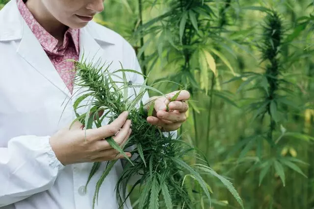Cannabis Insurance Pros