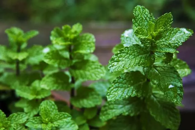Aromasys