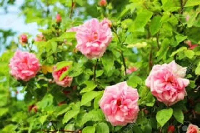 Aromasys