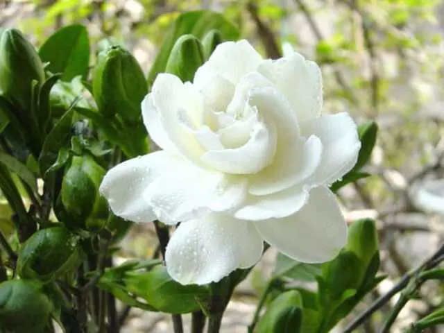 Aromasys