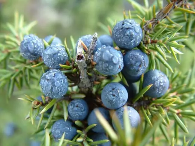 Aromasys