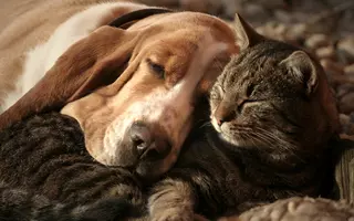 Yvonne's Paws & Claws Pet Sitting Plus