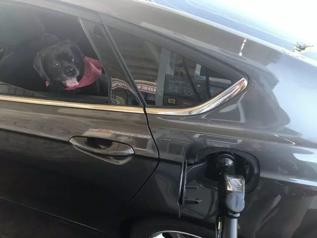 A Doggies Delight