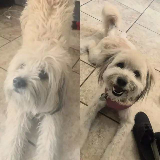 A Doggies Delight
