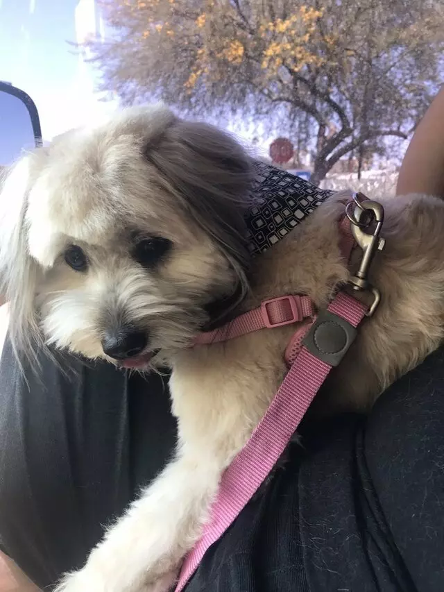 A Doggies Delight