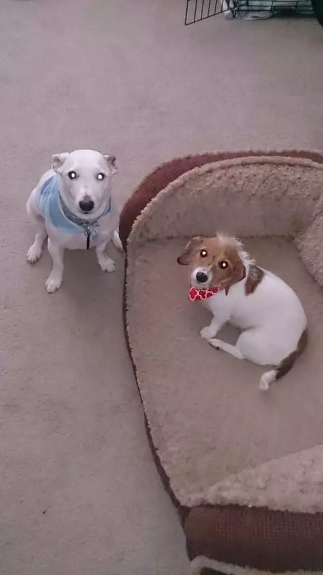 A Doggies Delight
