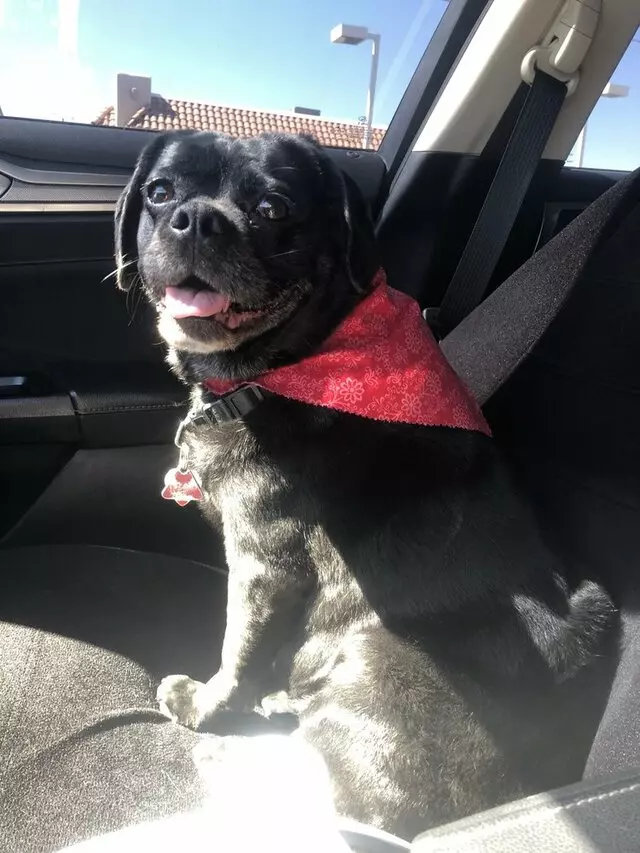 A Doggies Delight