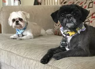 A Doggies Delight