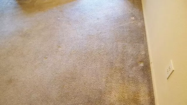 Arcane Carpet Cleaners