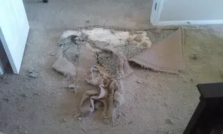 Amazing Carpet Repairs