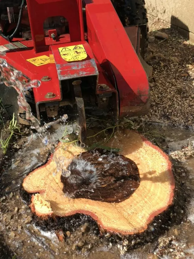 A Cut Above Tree Service