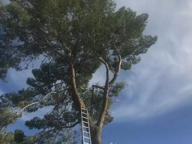 A Cut Above Tree Service