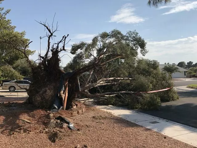 A Cut Above Tree Service