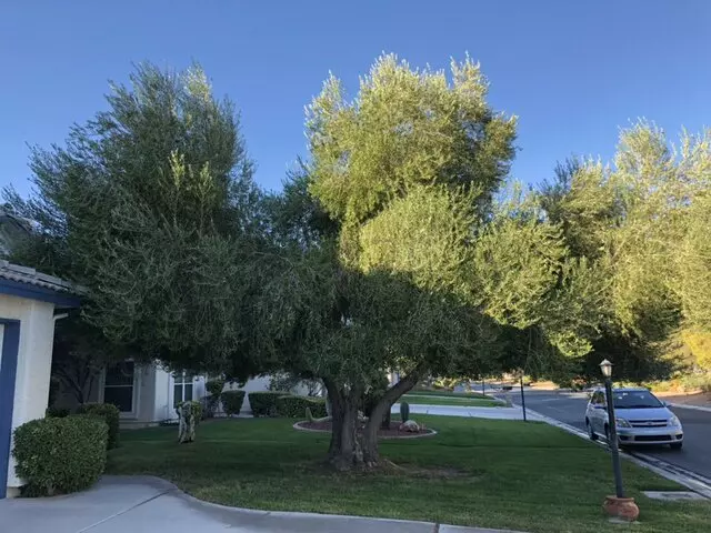 A Cut Above Tree Service