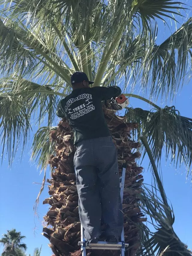 A Cut Above Tree Service
