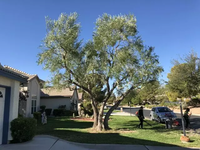 A Cut Above Tree Service
