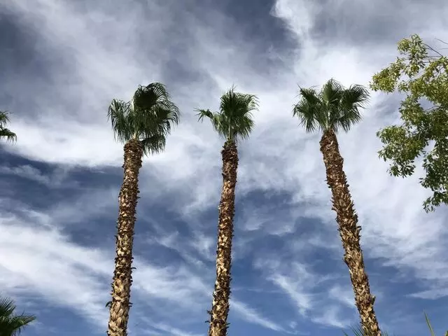 A Cut Above Tree Service