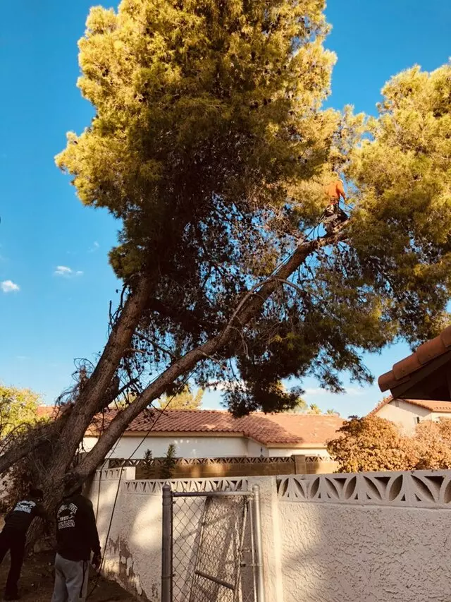 A Cut Above Tree Service