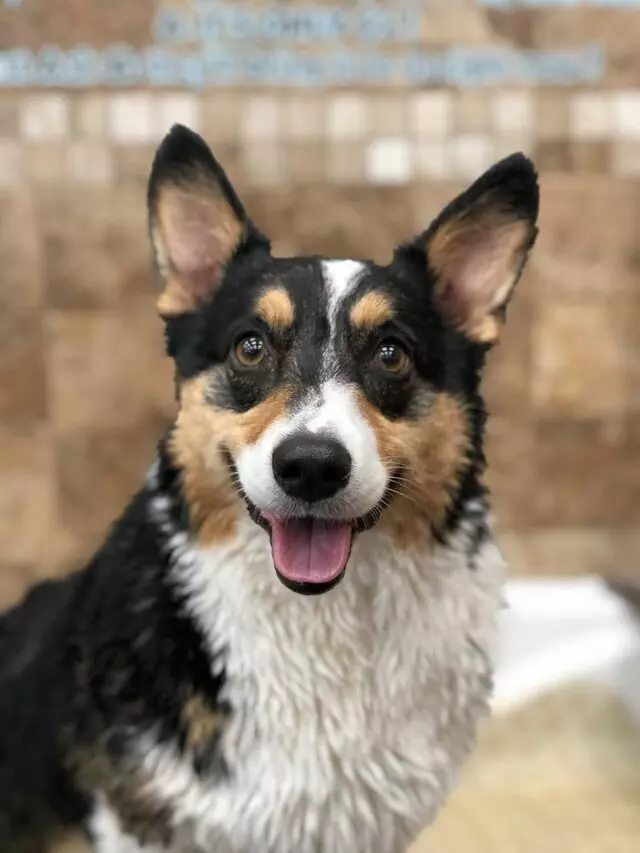 Barking Dogs Self-Wash & Grooming - Mountains Edge