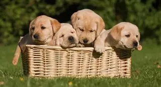 Puppies Lover